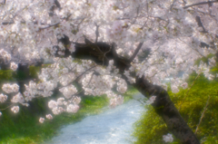 春はサクラ色・６