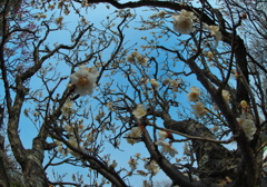 白梅・１５