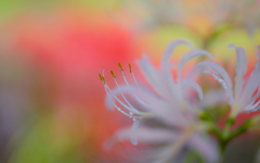 彼岸花・４