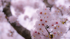 桜・一の坂川８