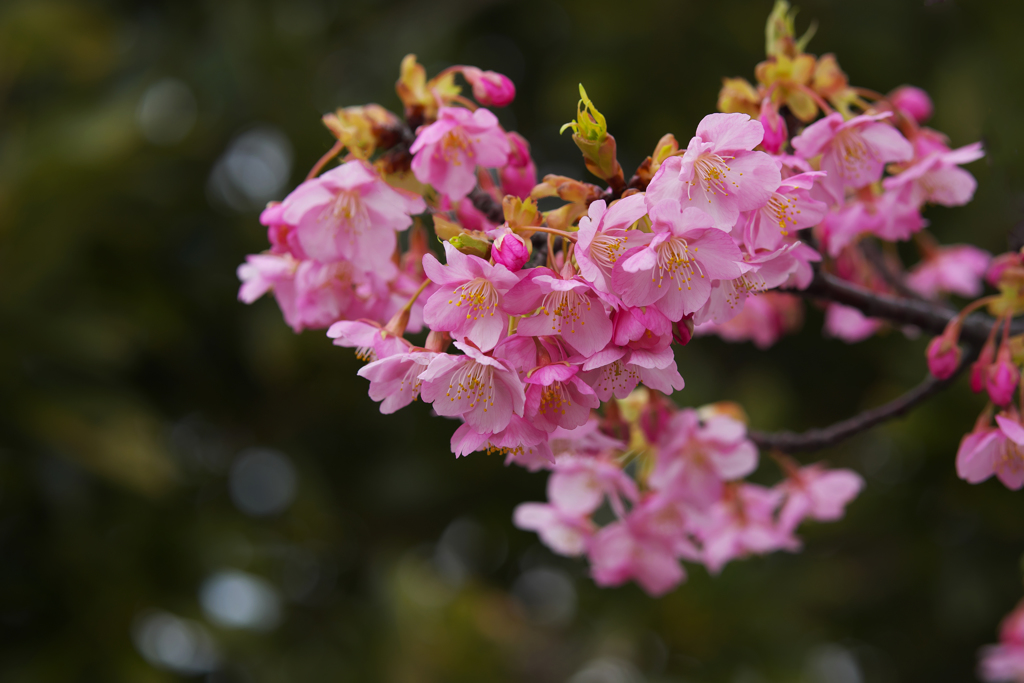 河津桜・１９＿１６