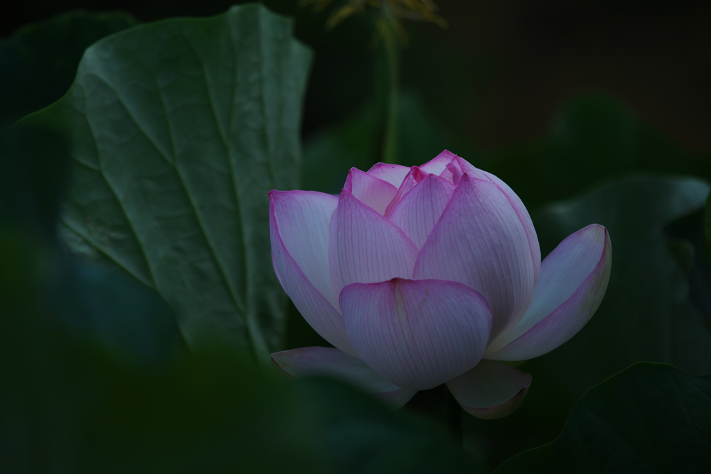 孫文蓮＿３０−１７