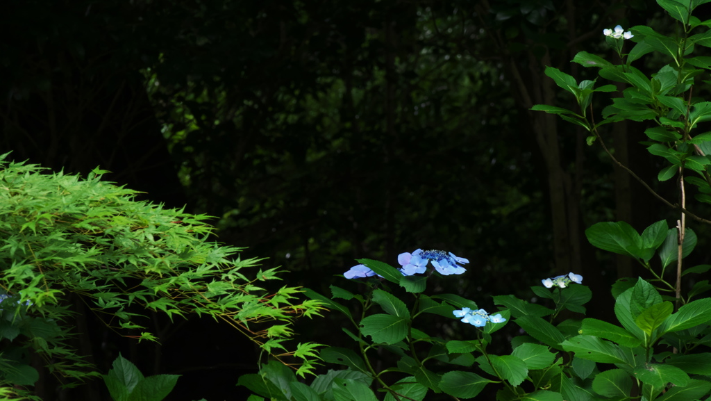 紫陽花３０＿３８