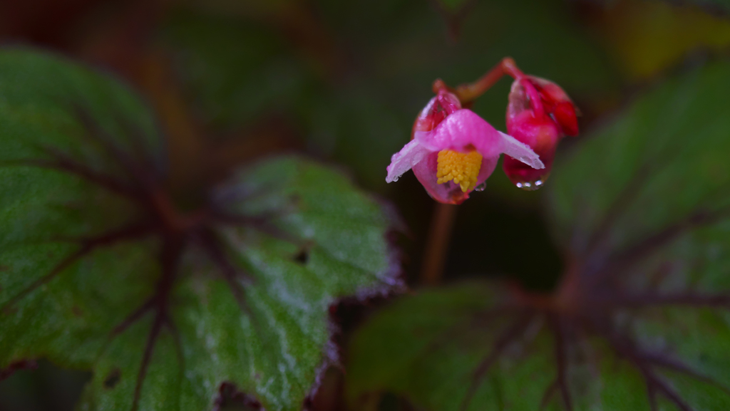 レックスベゴニア　カストル