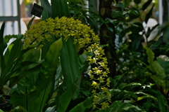 Grammatophylum multiflorum 'Hihimanu'