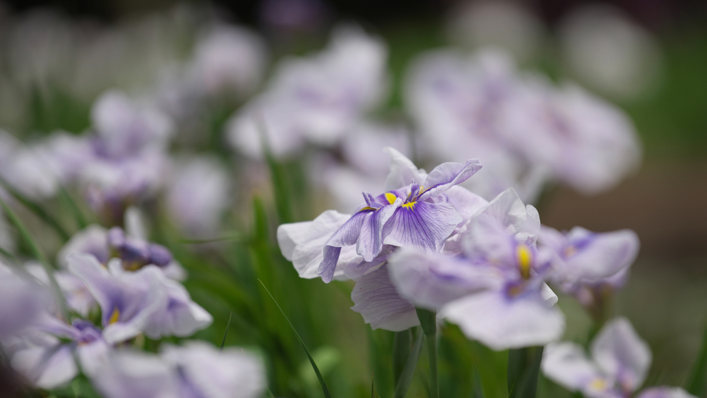 津　の　花（つのはな）