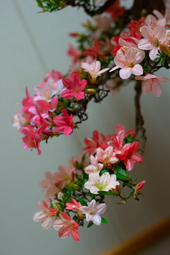さつき・花柄８