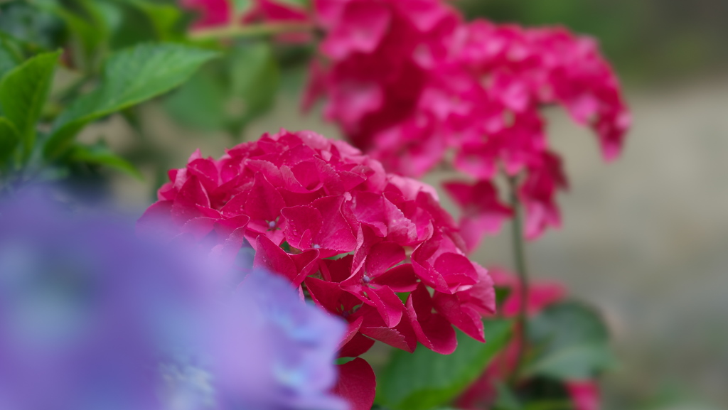 紫陽花３０＿３４