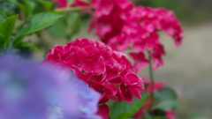 紫陽花３０＿３４