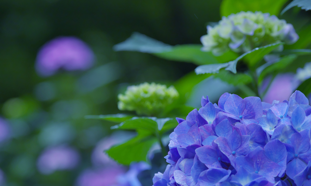 紫陽花３０＿３６