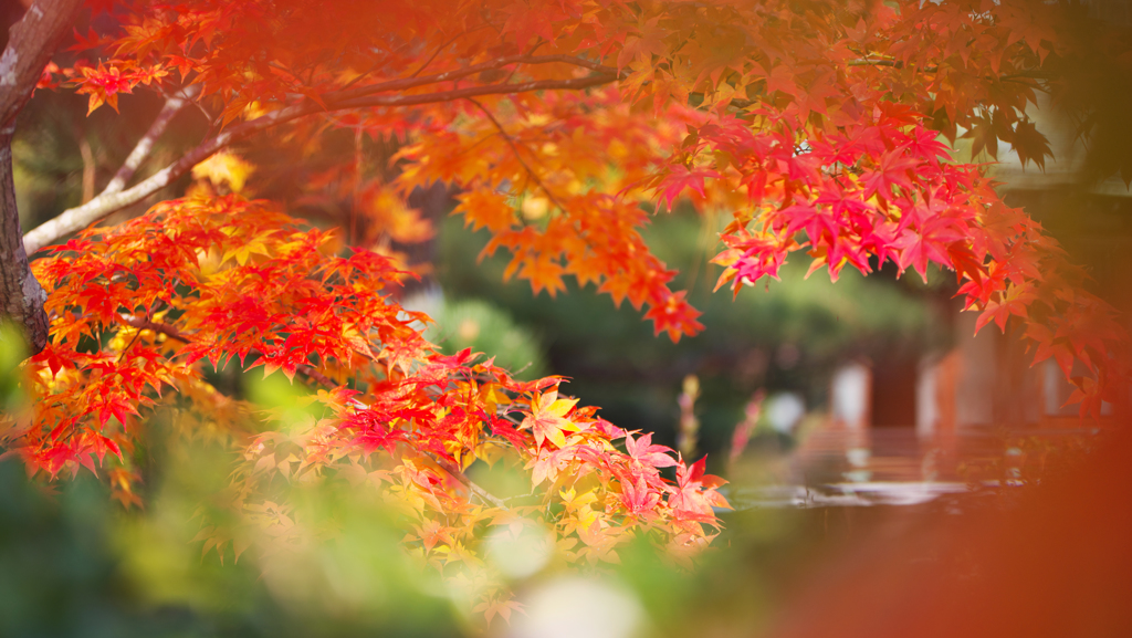 紅葉探索・３３