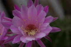 サボテンの花・３