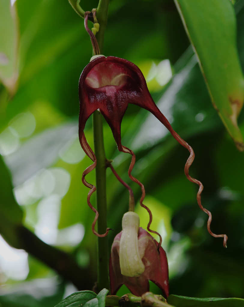 アリストロキア　トリカウダタ・２