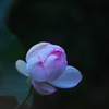 夜明けの孫文蓮・３＿３
