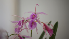 秋のラン ’１８＿１