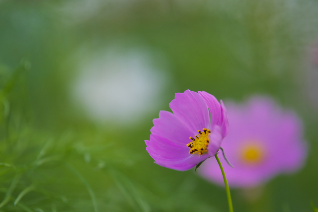 秋　桜・１＿２