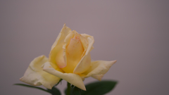 春のバラ展・１９＿１９