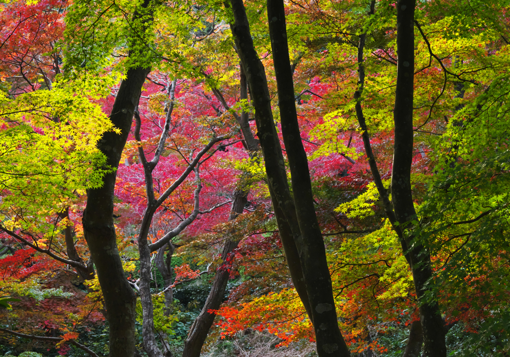 紅葉探索・４２