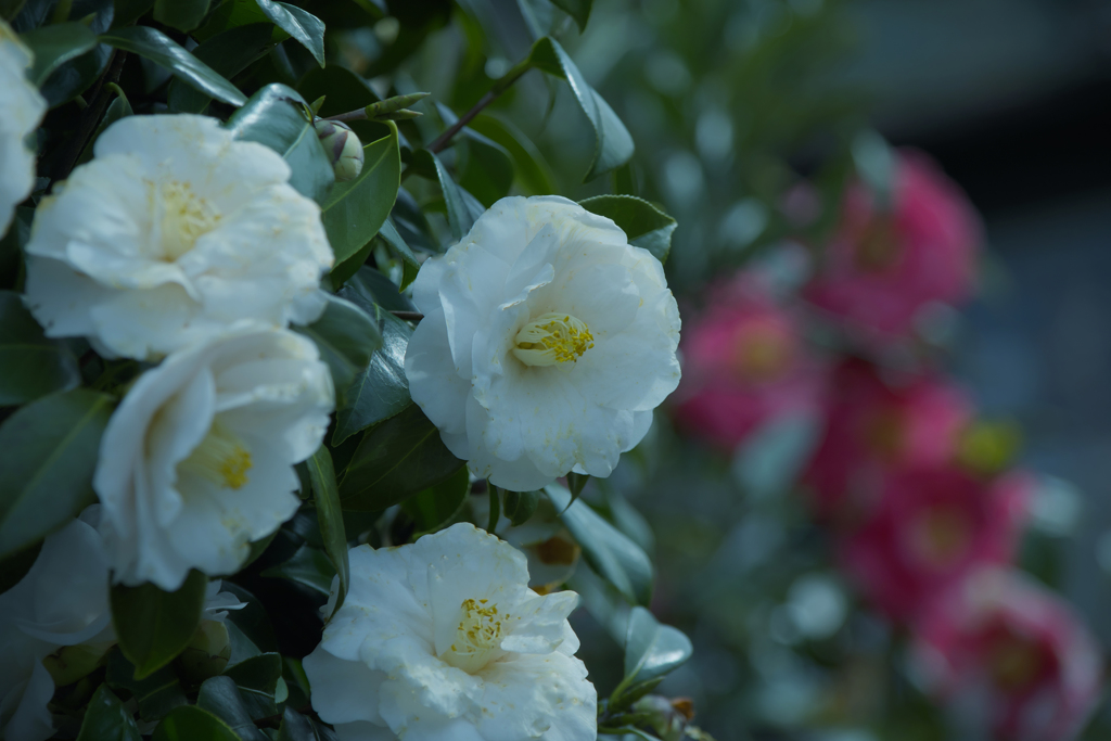 ツバキ３０＿１２