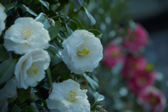 ツバキ３０＿１２