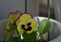 フローラルディズ　ラズベリー