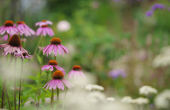 初夏の花・１＿１