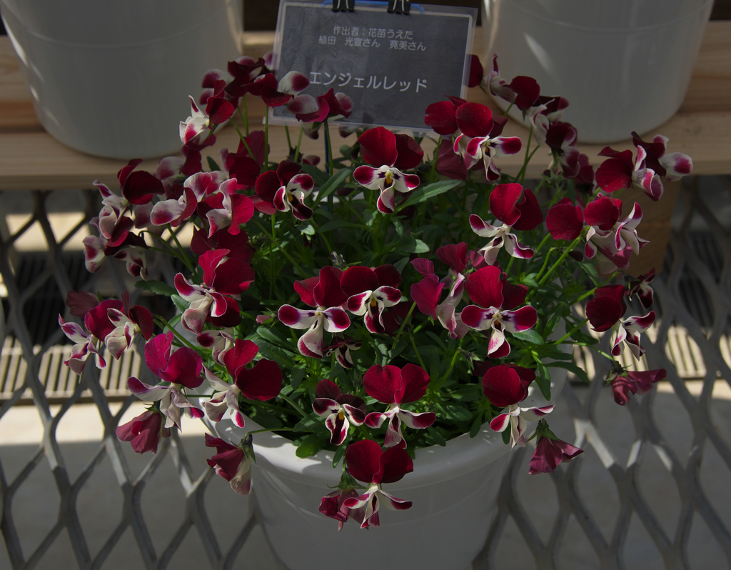 エンジェルレッド