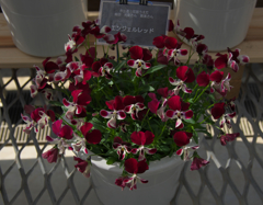 エンジェルレッド