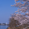 ときわ公園の桜＿３３