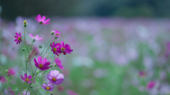 秋　桜・１＿４９