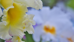 秋のラン展・１０