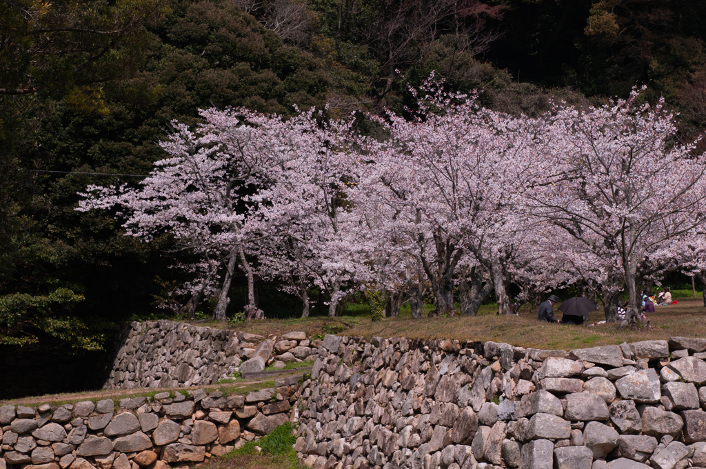 桜・萩城跡５＿２