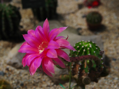 サボテンの花・２３