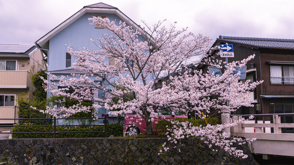 桜・一の坂川９
