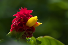 コスツル　バルバツス