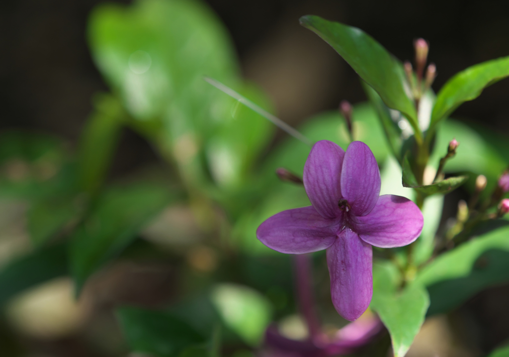 プセウデランテムム　ラクシフロルム