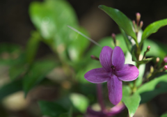 プセウデランテムム　ラクシフロルム