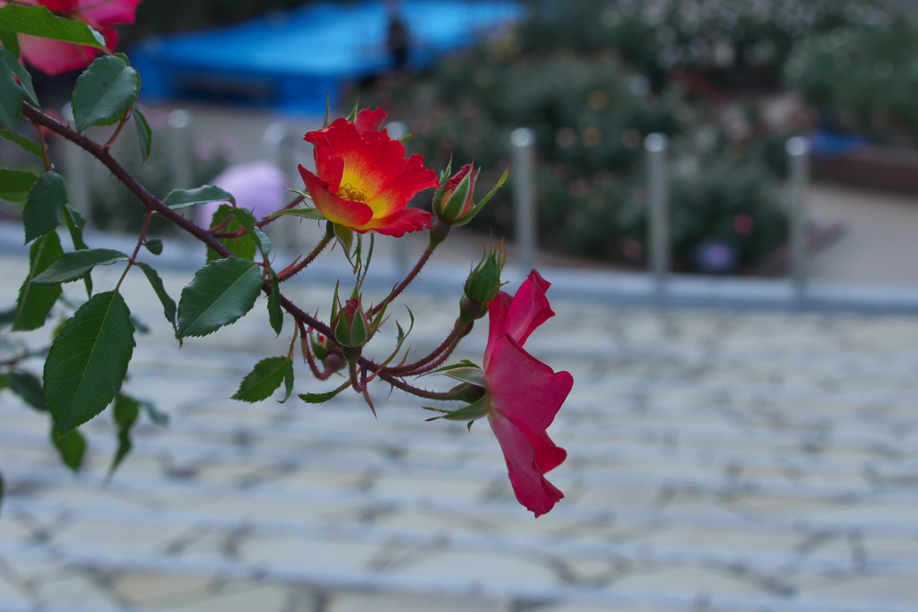 秋薔薇・２８