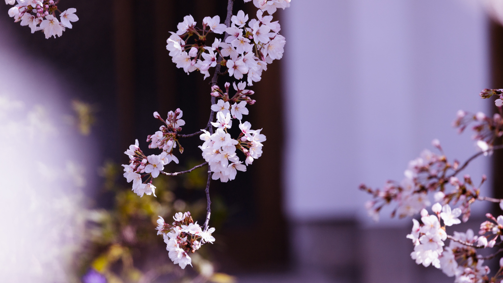 ソメイヨシノ・１２