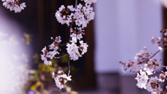 ソメイヨシノ・１２