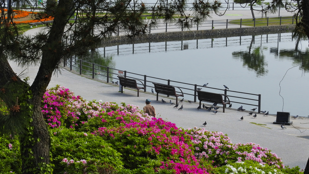 ヒラドツツジ・５