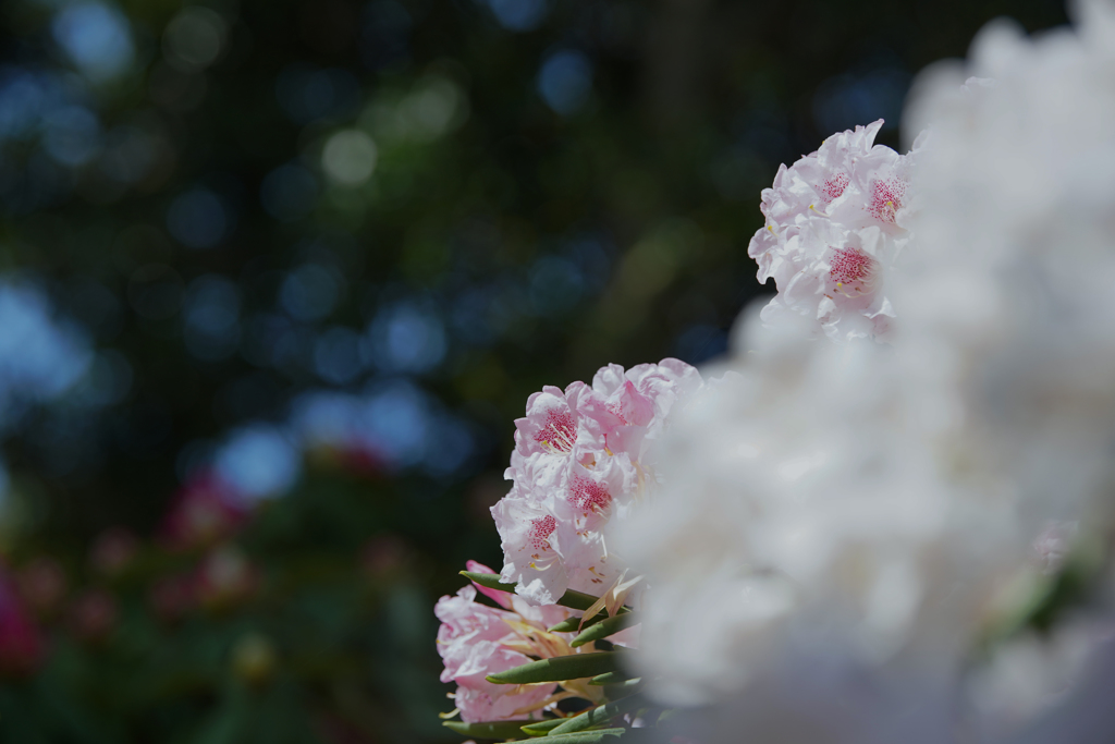 石楠花３０＿１９