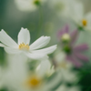 秋桜・４＿３