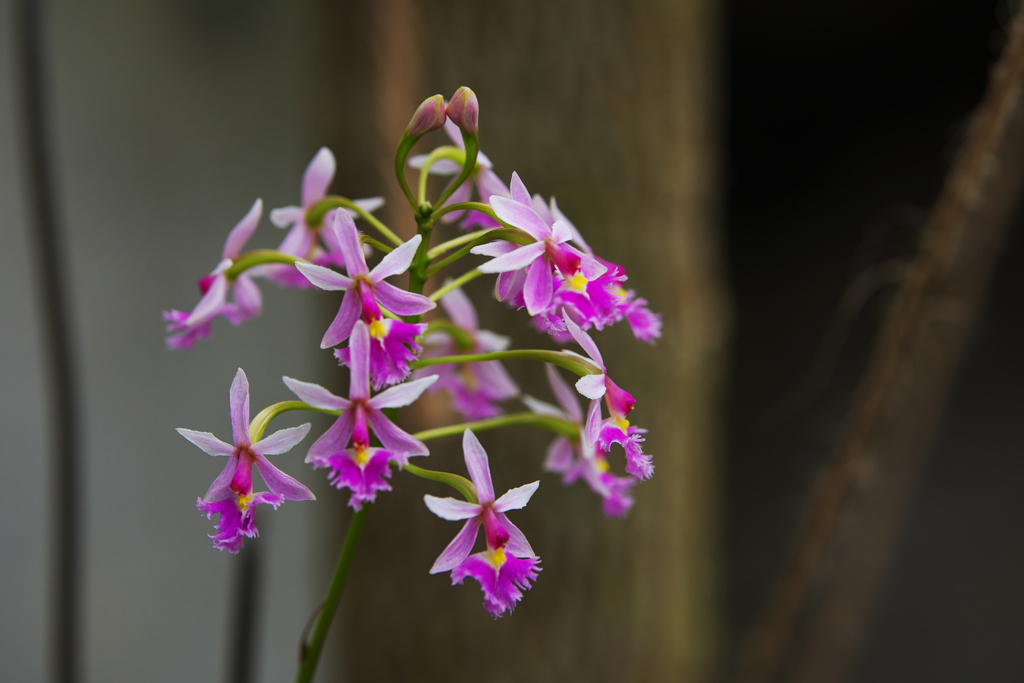 エピデンドラム　カランサム