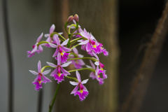 エピデンドラム　カランサム