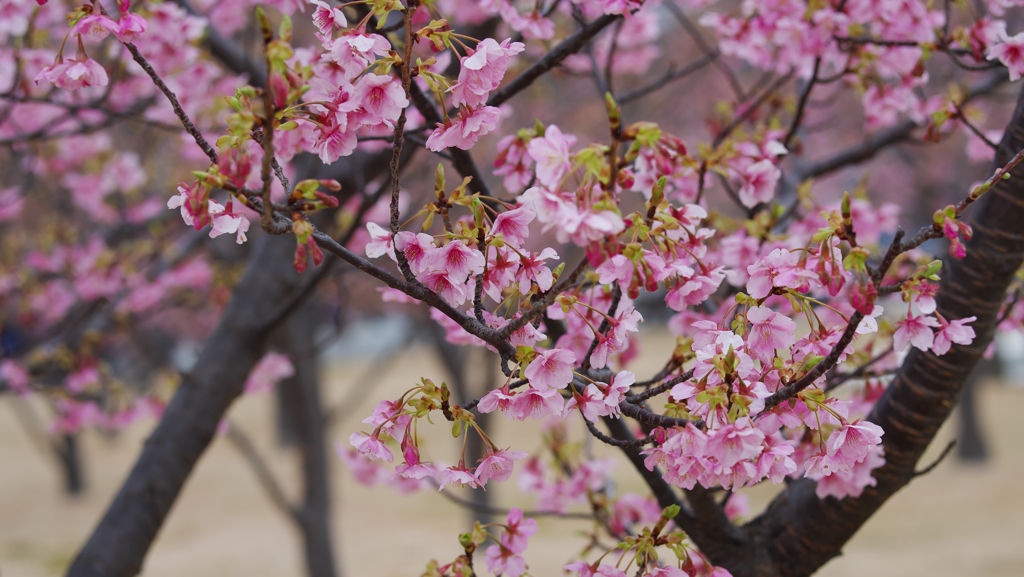 河津桜・１９＿１３