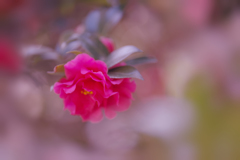 山茶花＿１