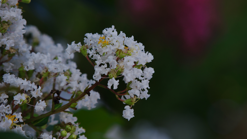 盛夏の花・５