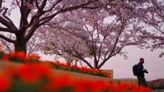 春・ときわ公園・３１＿１０