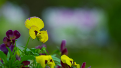 パンジー・１４